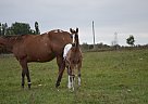 Appaloosa - Horse for Sale in Brechin, ON L0K1B0