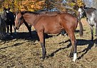 Appaloosa - Horse for Sale in Brechin, ON L0K1B0