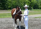 Paint - Horse for Sale in Middlebury Center, PA 