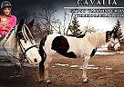 Gypsy Vanner - Horse for Sale in Fort Collins, CO 80524