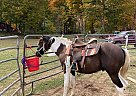 Paint - Horse for Sale in Cambridge City, IN 47327