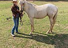 Quarter Horse - Horse for Sale in Cambridge City, IN 47327