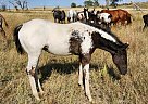 Appaloosa - Horse for Sale in New England, ND 58647