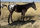 Appaloosa - Horse for Sale in New England, ND 58647