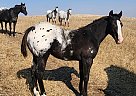 Appaloosa - Horse for Sale in New England, ND 58647