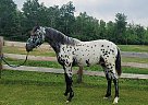 Appaloosa - Horse for Sale in Hill City, MN 55748