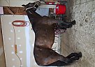 Standardbred - Horse for Sale in Ronks, PA 17572