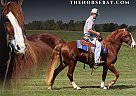 Tennessee Walking - Horse for Sale in Parkers Lake, KY 42634