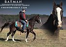 Tennessee Walking - Horse for Sale in Whitley City, KY 40701