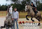 Percheron - Horse for Sale in Sheldon, MO 64784