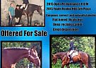 Appendix - Horse for Sale in Hurley, WI 54534