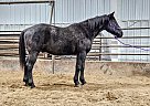 Quarter Horse - Horse for Sale in Sebeka, MN 56477