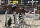 Belgian Warmblood - Horse for Sale in Hungary - Budapest,  2235