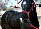 Quarter Horse - Horse for Sale in Las Vegas, NV 89130