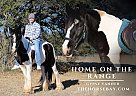 Gypsy Vanner - Horse for Sale in Rochelle, TX 76872