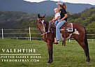 Spotted Saddle - Horse for Sale in Princeton, WV 24739