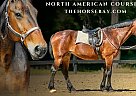 Draft - Horse for Sale in Monroe, NC 28112