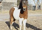 Shetland Pony - Horse for Sale in Monett, MO 65708