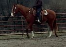 Quarter Horse - Horse for Sale in Dayton, OH 45385