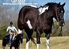 Paint - Horse for Sale in Somerset, KY 42501