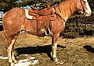 Paint - Horse for Sale in Dayton, OH 45385