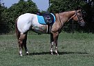 Appaloosa - Horse for Sale in paris,  +33