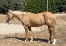 Quarter Horse - Horse for Sale in paris,  +33