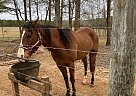 Quarter Horse - Horse for Sale in Forsyth, GA 31019