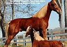 Tennessee Walking - Horse for Sale in Shelbyville, TN 37091