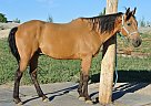 Quarter Horse - Horse for Sale in Helena, MT 59602