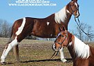 Tennessee Walking - Horse for Sale in Hustonville, KY 40437