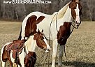 Spotted Saddle - Horse for Sale in WHITLEY CITY, KY 42653