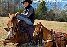 Tennessee Walking - Horse for Sale in PARKS LAKE, KY 42634