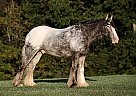 Appaloosa - Horse for Sale in Annecy,  +33