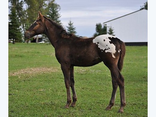 Black With A Blanket Appaloosa Horse For Sale In Taunton Mn