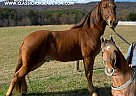 Tennessee Walking - Horse for Sale in BLANCH, NC 27212