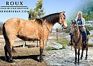 Missouri Fox Trotter - Horse for Sale in Houston, MO 65483