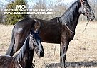 Tennessee Walking - Horse for Sale in PARKSHILL, MO 63601