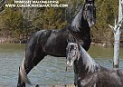 Tennessee Walking - Horse for Sale in Hustonville, KY 40437