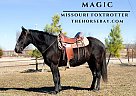 Missouri Fox Trotter - Horse for Sale in Houston, MO 65483