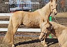 Missouri Fox Trotter - Horse for Sale in Tionesta, PA 16353