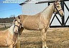 Tennessee Walking - Horse for Sale in Beattyville, KY 41311