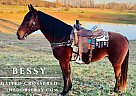 Other - Horse for Sale in Cave City, KY 42127