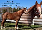 Kentucky Mountain - Horse for Sale in Park City, KY 42160