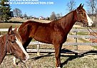 Racking - Horse for Sale in Campbellsville, KY 42718