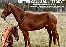 Tennessee Walking - Horse for Sale in PARKHILLS, MO 63601