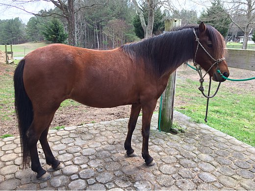 For Sale Paso Fino Horse for Sale in Rockmart, GA