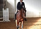 Andalusian - Horse for Sale in Memphis, TN 38117