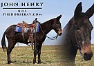 Mule - Horse for Sale in Parkers Lake, KY 42634