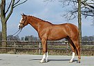 Dutch Warmblood - Horse for Sale in Memphis, TN 38117